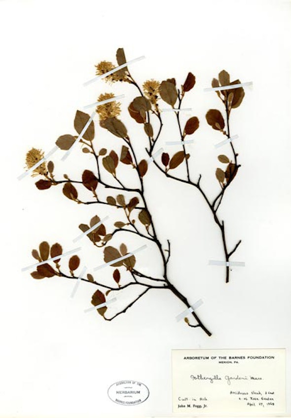 <p>Herbarium</p>