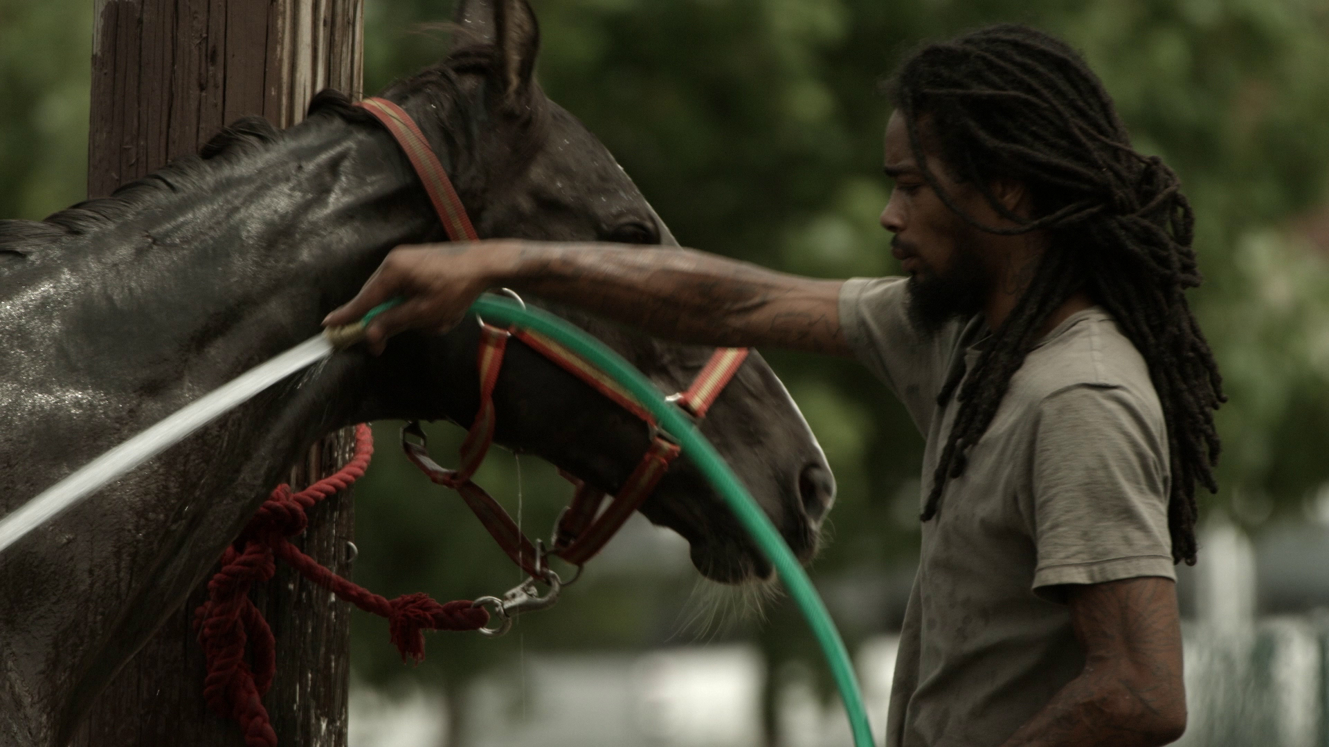 A rider hoses down a horse.