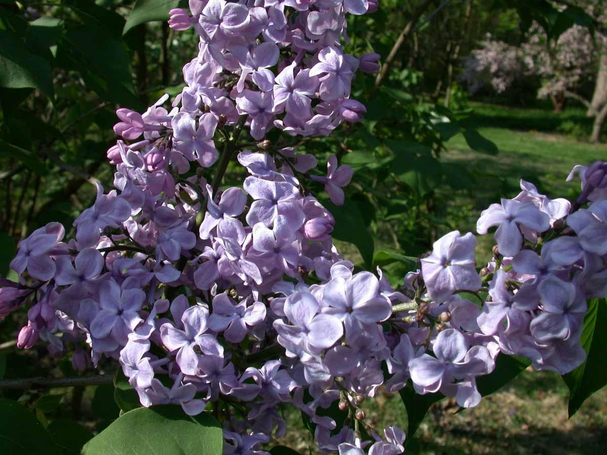 <p>Lilac Collection</p>