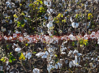 Member Appreciation Talk: “Cotton Revisited”—John E. Dowell, Jr. & James Claiborne