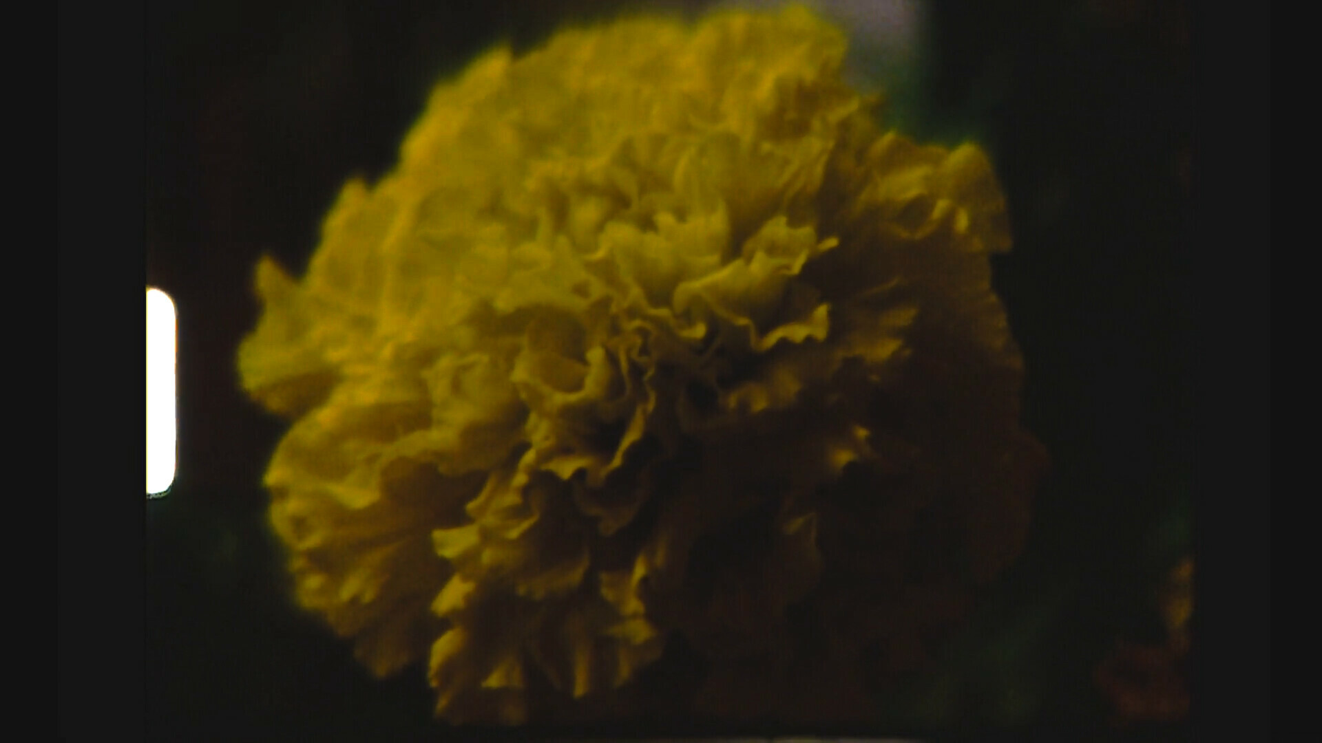 Exhibition Seminar: <i>Freedom Dreams</i>